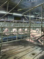 I Tried Going Into A Stall During A Tour Of The Livestock Barn page 2